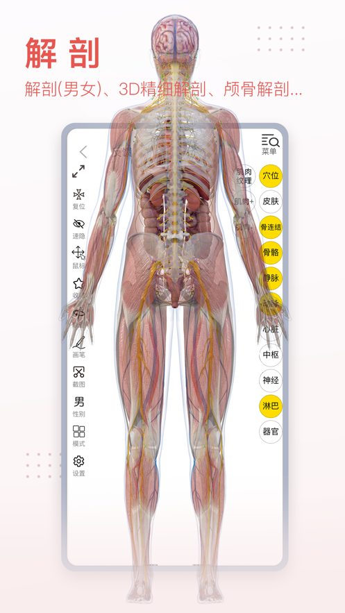 3dbody解剖图手机版2