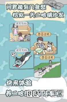 养只二哈不容易 养只二哈不容易