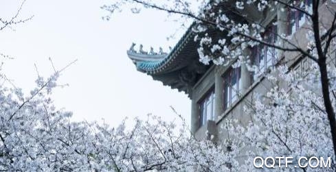武汉大学云赏樱是怎么回事 云赏樱在哪观看